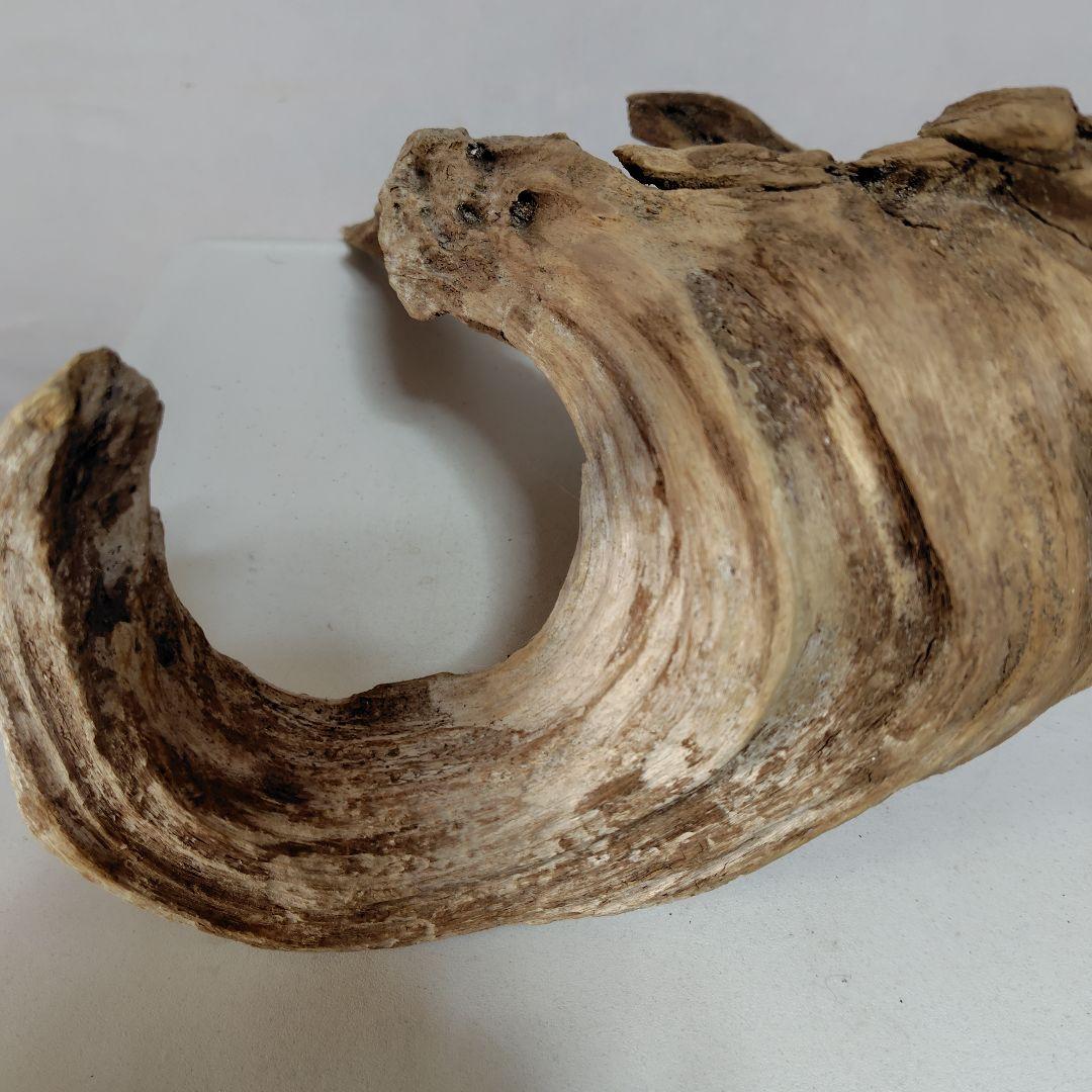 物凄い個性的な流木です。