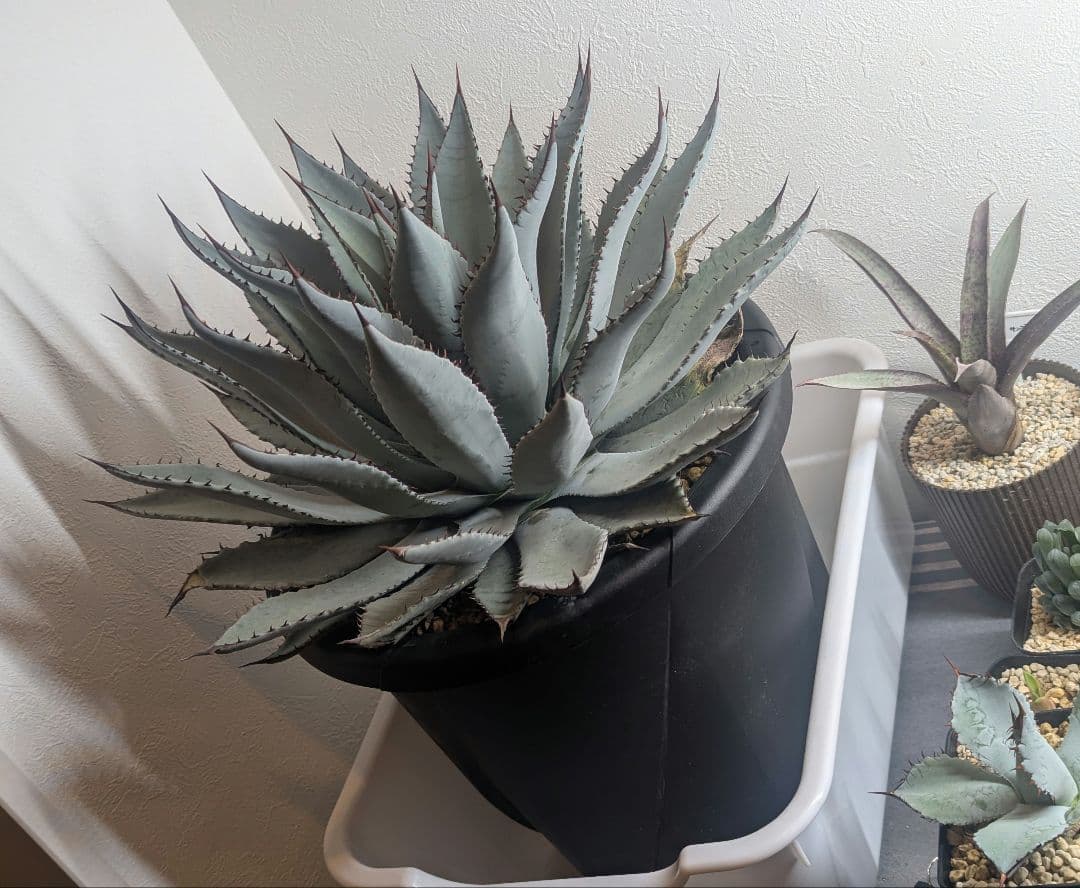 秘蔵株（ブラスポ×イシスメンシス×屈原の舞扇）×グアダラハラナ 発根活着済