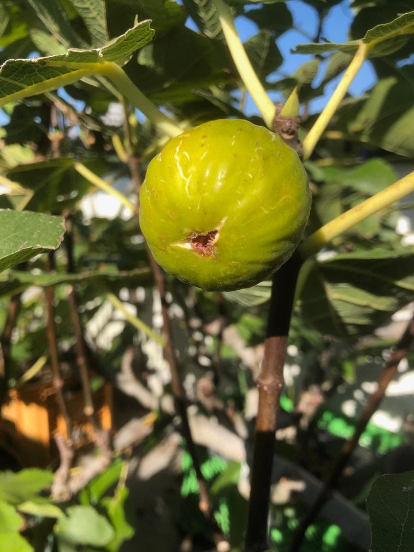 イチジクの剪定枝　 挿し木　接木　穂木