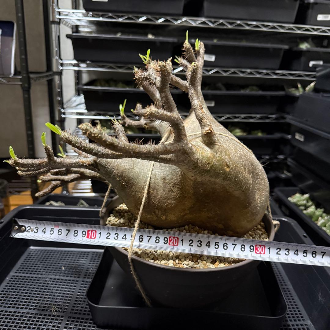 パキポディウム グラキリス 大株 塊根植物