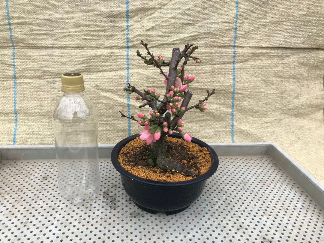 瓜(ボケ)・放春花　6寸　5品種セット②