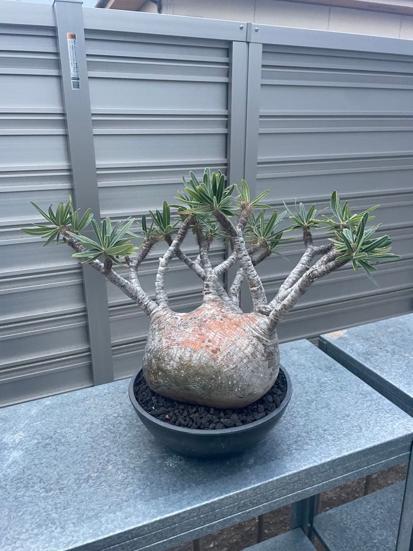 発根済　パキボディウムグラキリス大株