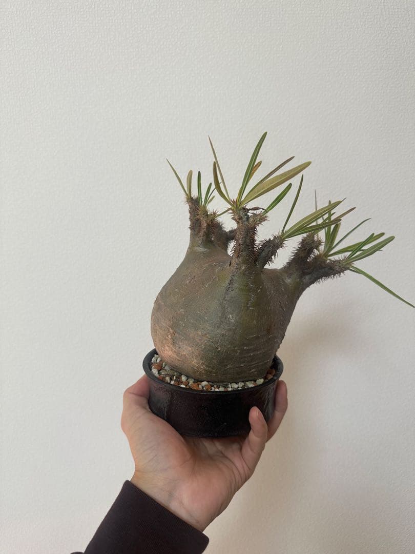 パキポディウム　グラキリス　たけろうポット