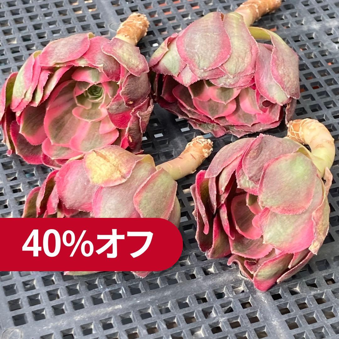 アエオニウム　韓国苗　フラワーダンス　多肉植物　ポコ多肉