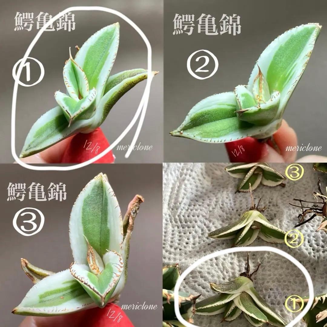 nk　リクエスト出品　鰐亀錦　BB錦　TC 匿名配送