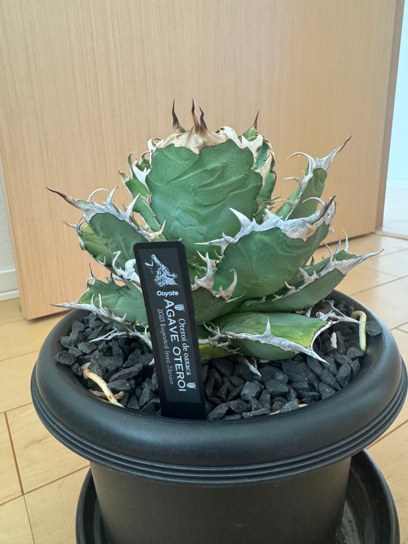 アガベ　オアハカ現地球