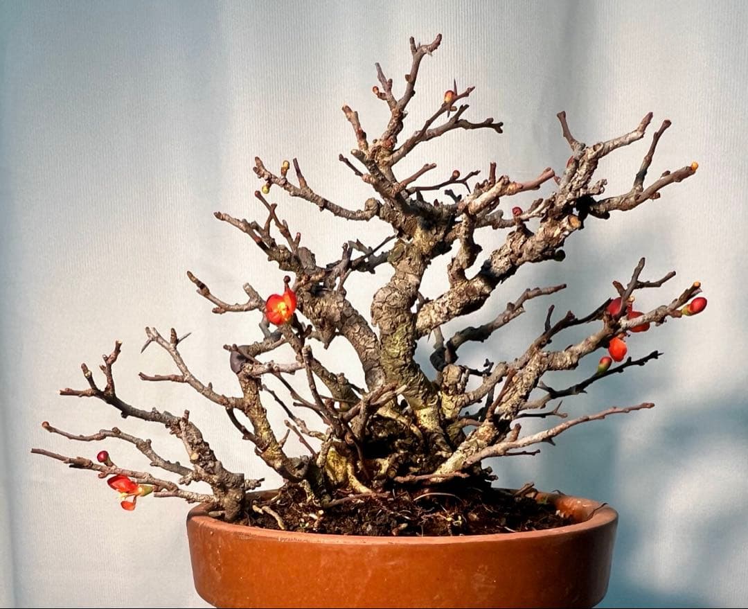 長寿梅　古木　一本木