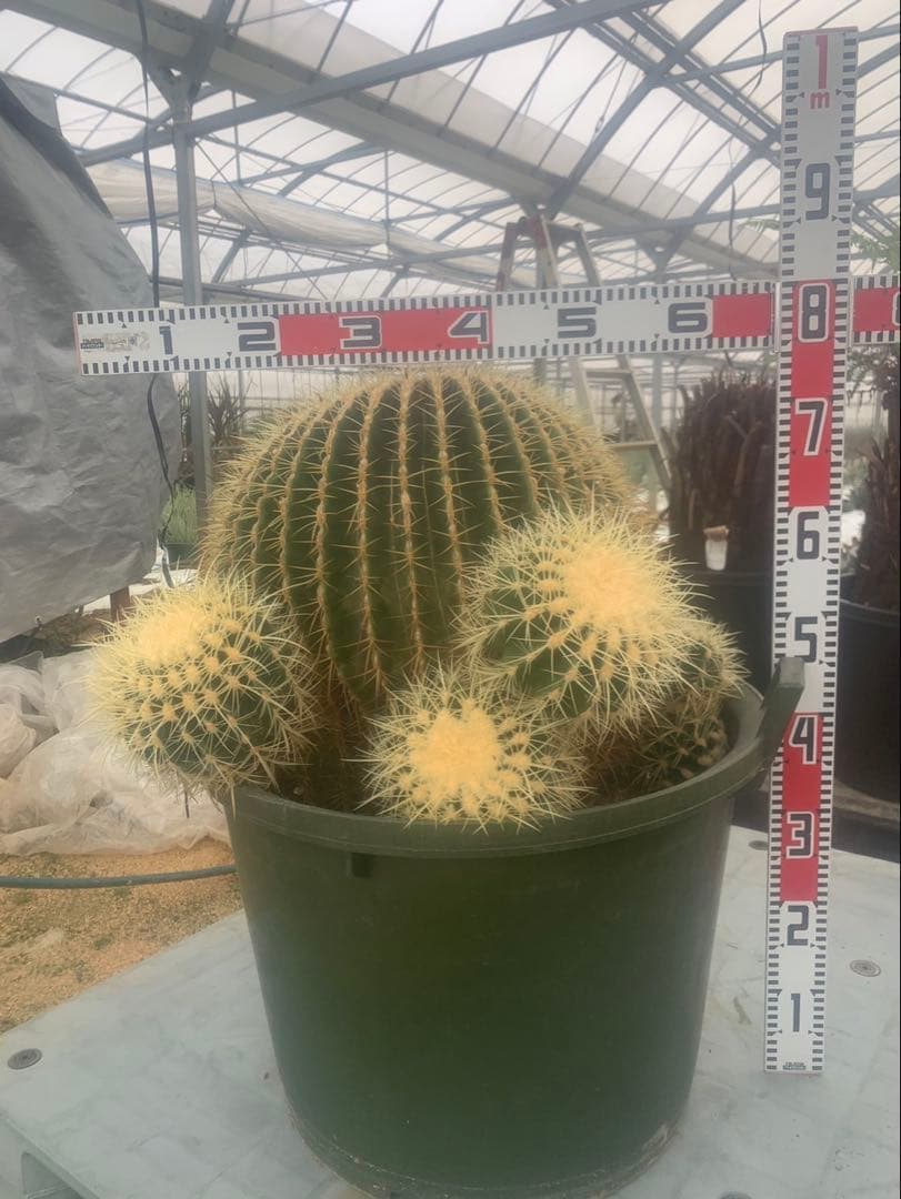 金鯱　サボテン　引取限定