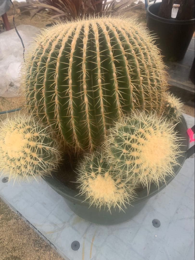 金鯱　サボテン　引取限定