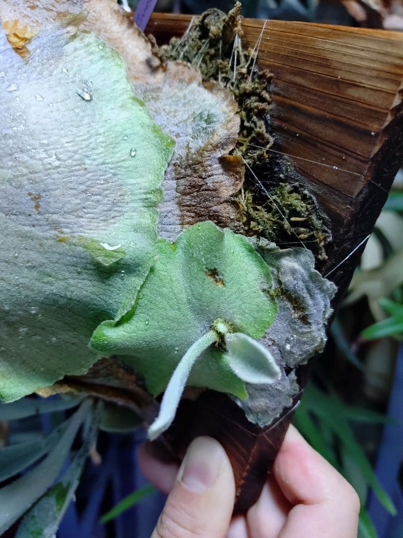 ビカクシダ　ペドロ　willnckii cv.Pedro　oc　子株②