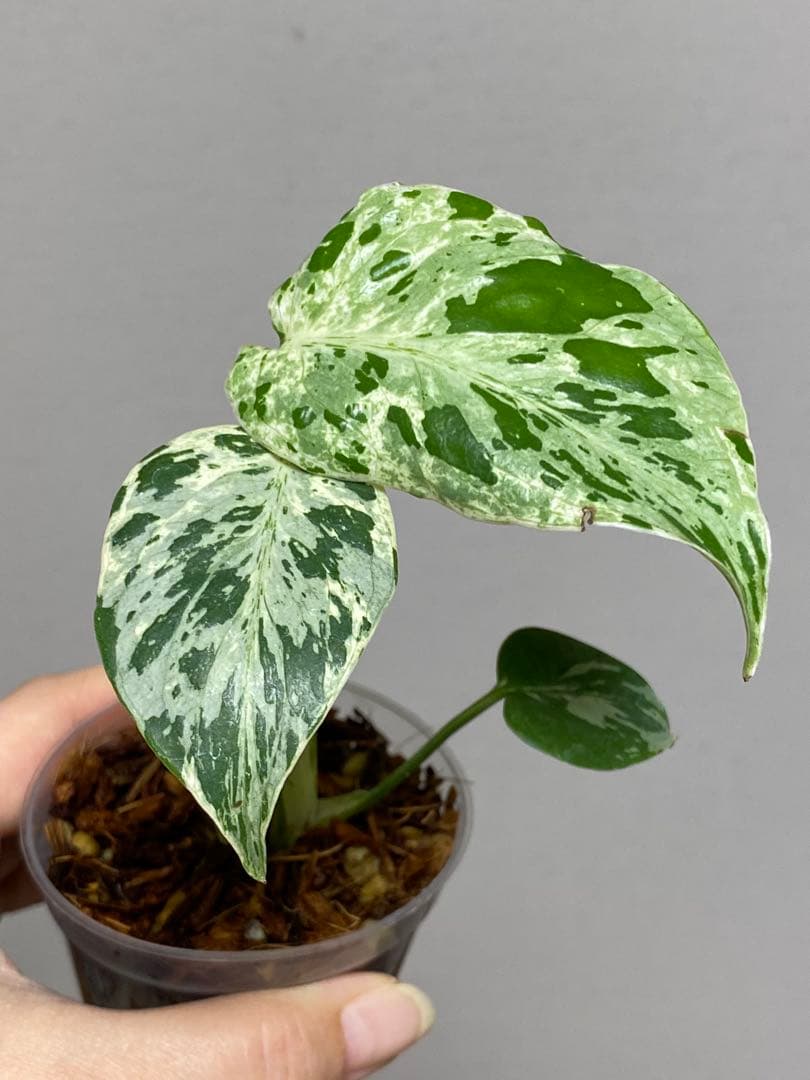b【美株‼️】モンステラ　デリシオーサ　バルバソー　フシギダネ/ベトシオーサ　希少
