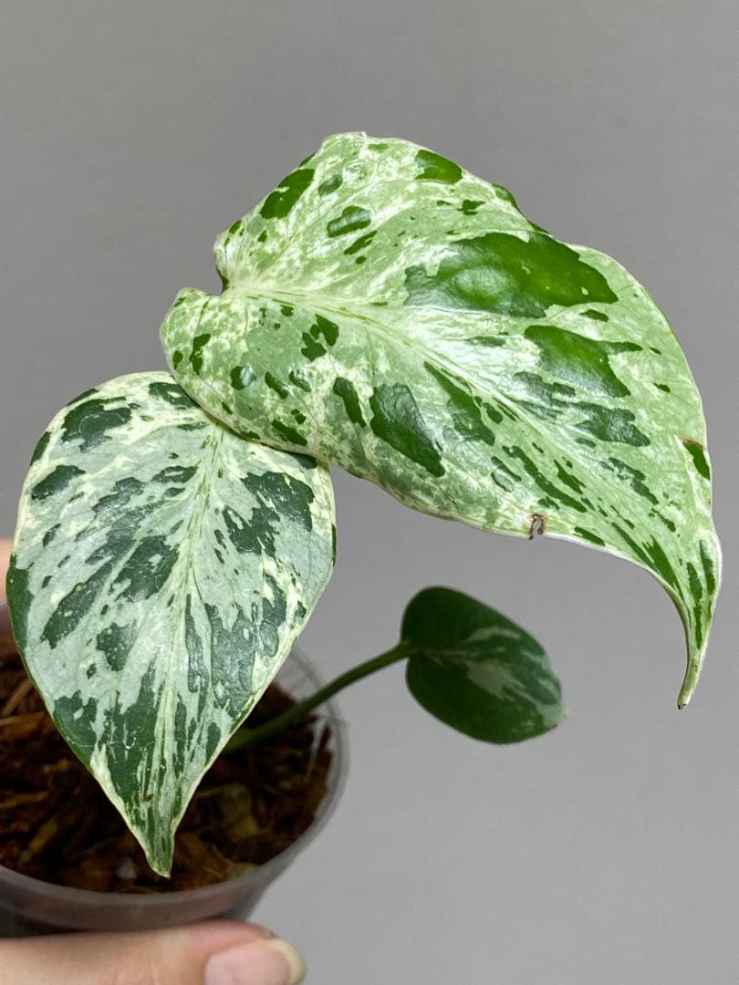 b【美株‼️】モンステラ　デリシオーサ　バルバソー　フシギダネ/ベトシオーサ　希少