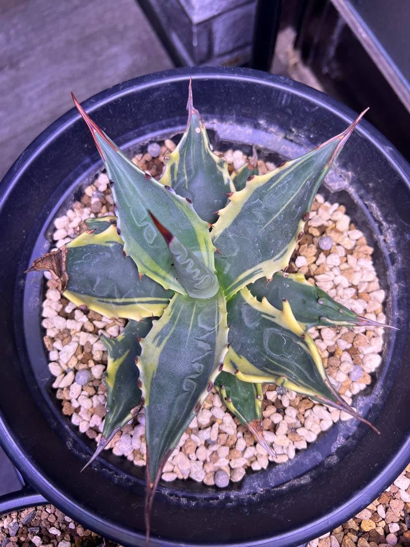 モンタナ　ティファニー　輸入株　ベアルート　アガベ　トランカータ　パリー