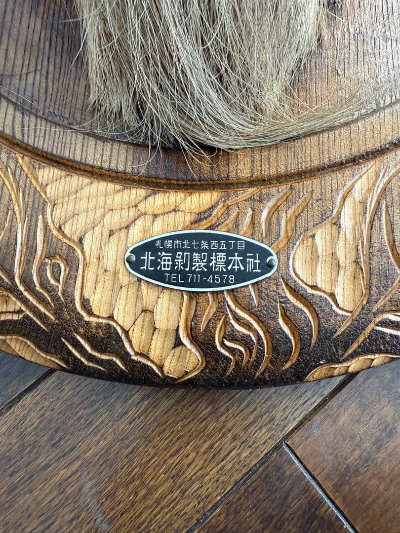 蝦夷鹿（エゾシカ）ハンティングトロフィー