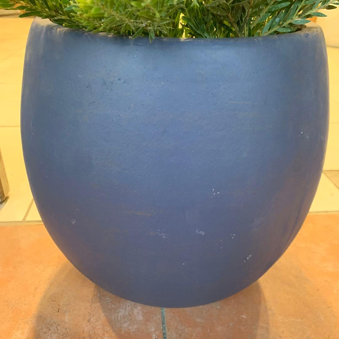 アカシア テレサ ファイバー鉢