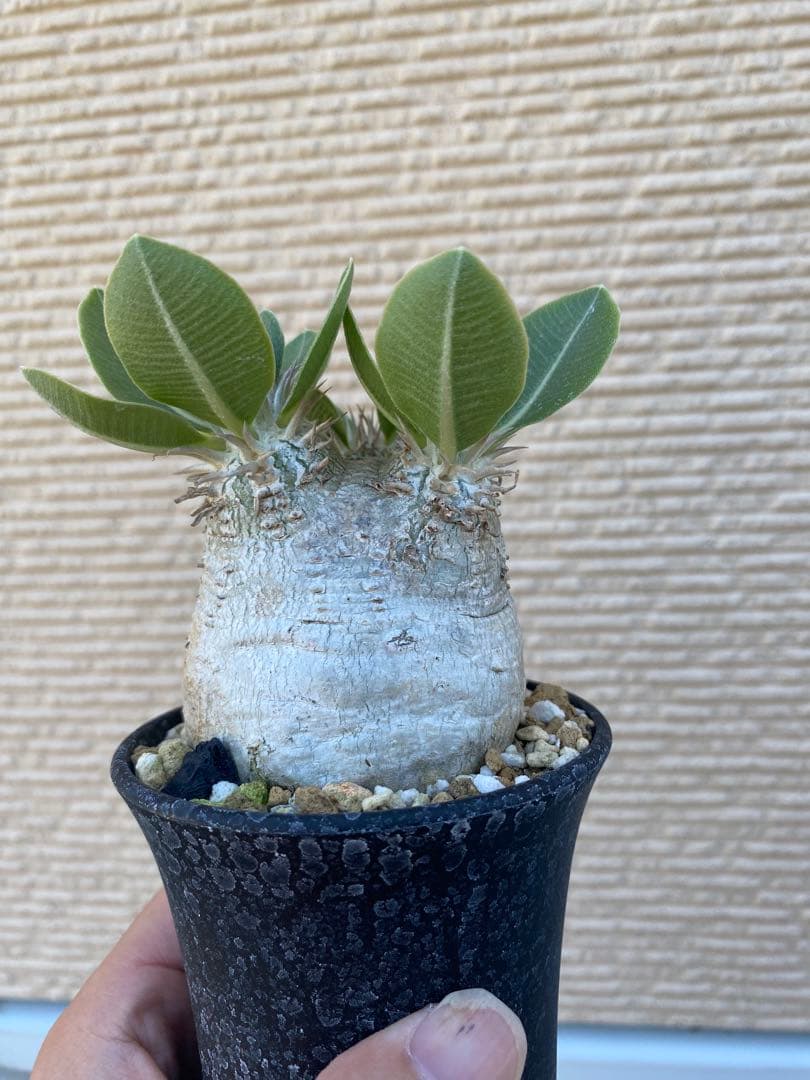 エブレネウム　現地球　良型　サボテンオークション　コレクション株