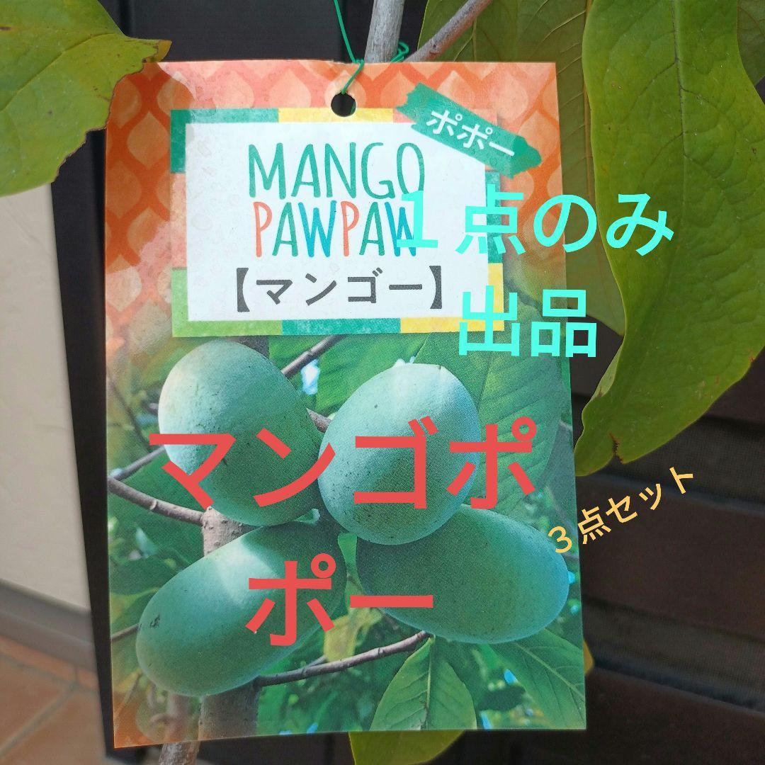 マンゴポポーMango Powpow　幻の果物　３点セット