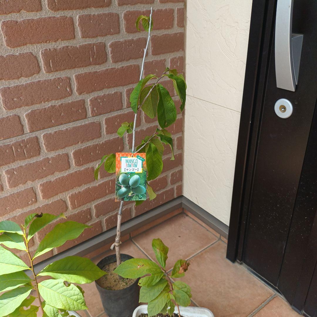 マンゴポポーMango Powpow　幻の果物　３点セット