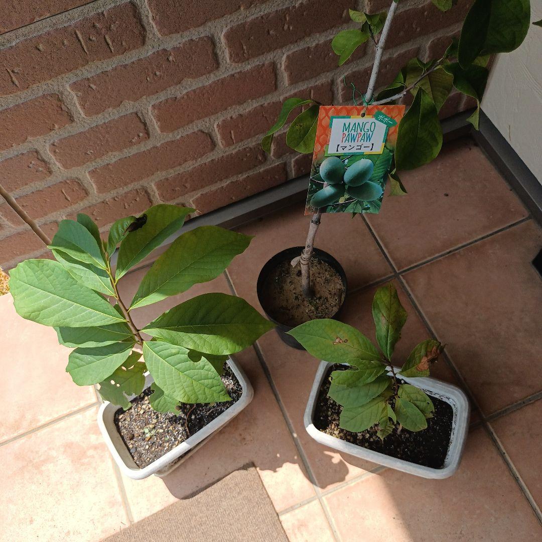 マンゴポポーMango Powpow　幻の果物　３点セット