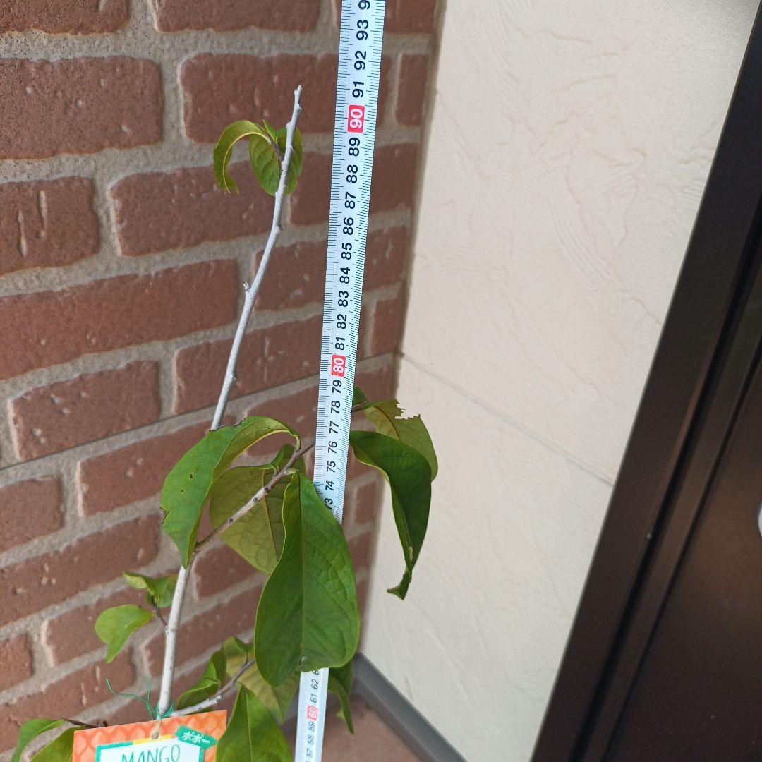 マンゴポポーMango Powpow　幻の果物　３点セット