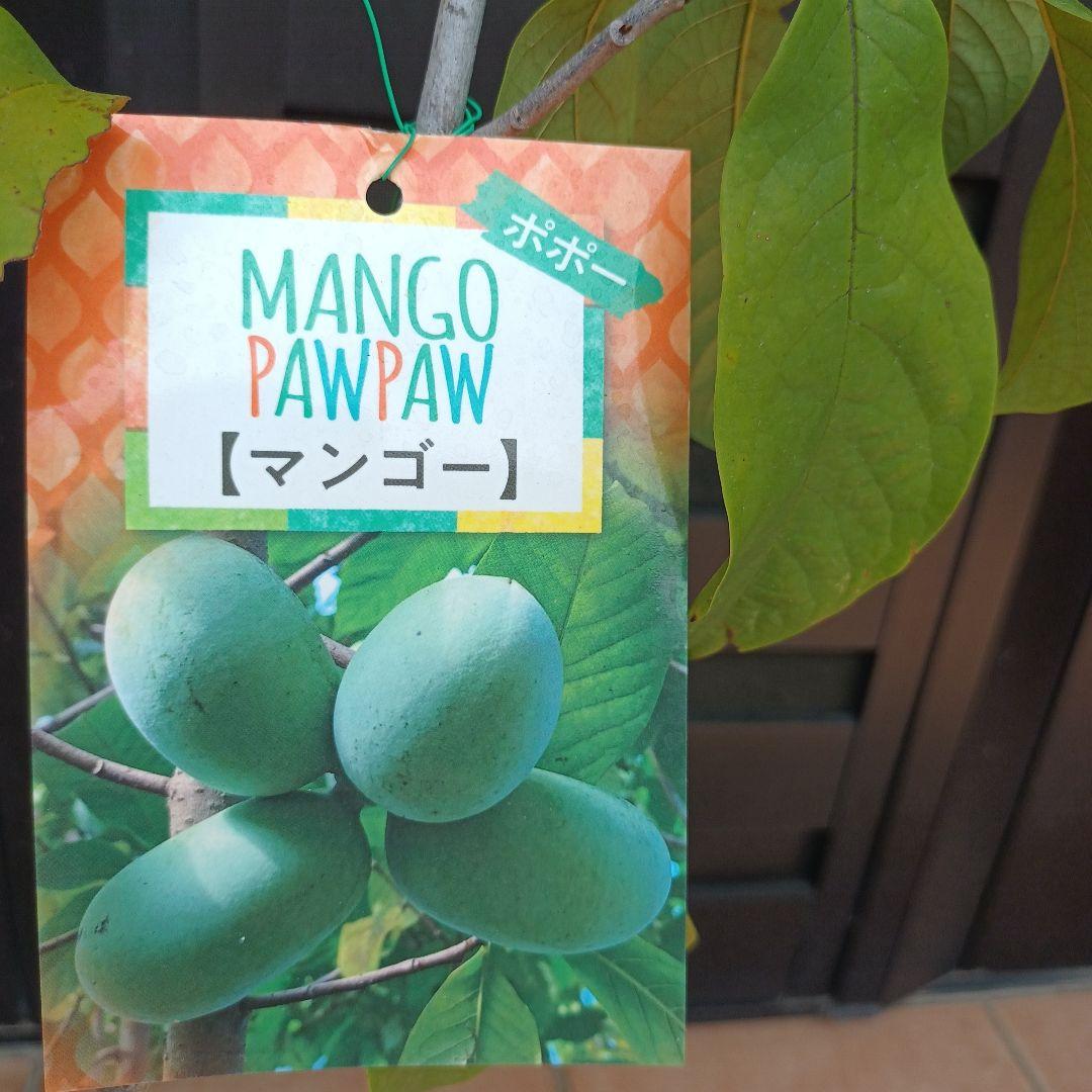 マンゴポポーMango Powpow　幻の果物　３点セット