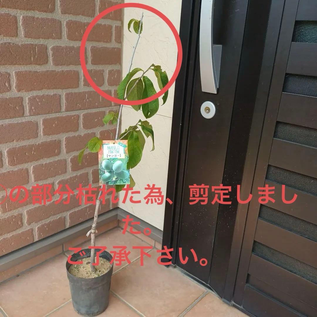 マンゴポポーMango Powpow　幻の果物　３点セット