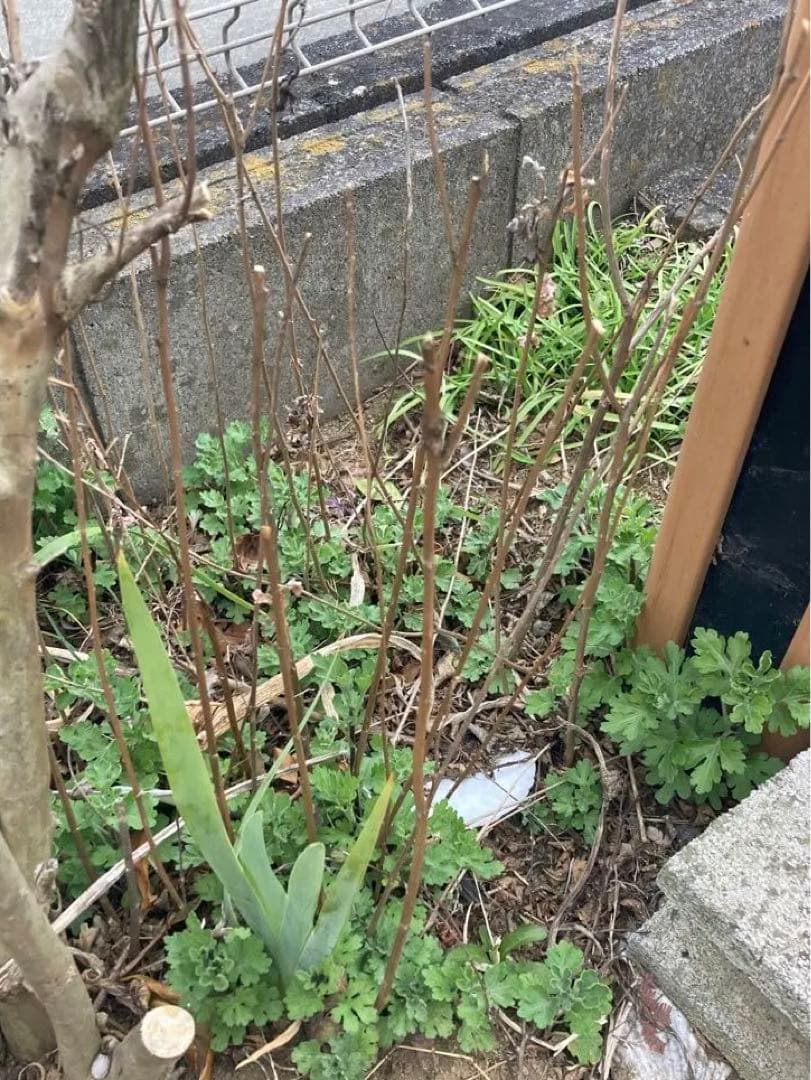 ジャーマンアイリス苗