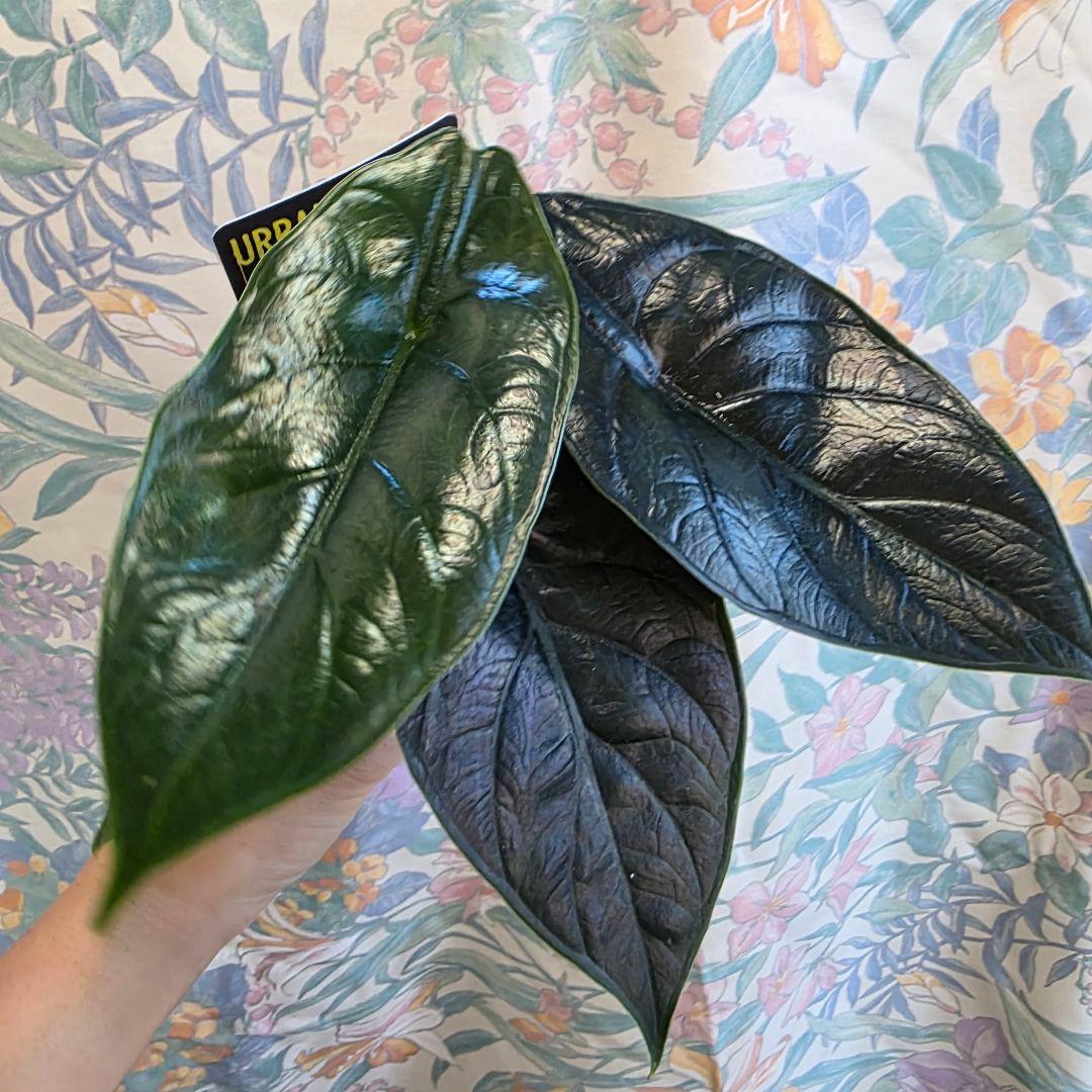 アロカシアグリーンユニコーン