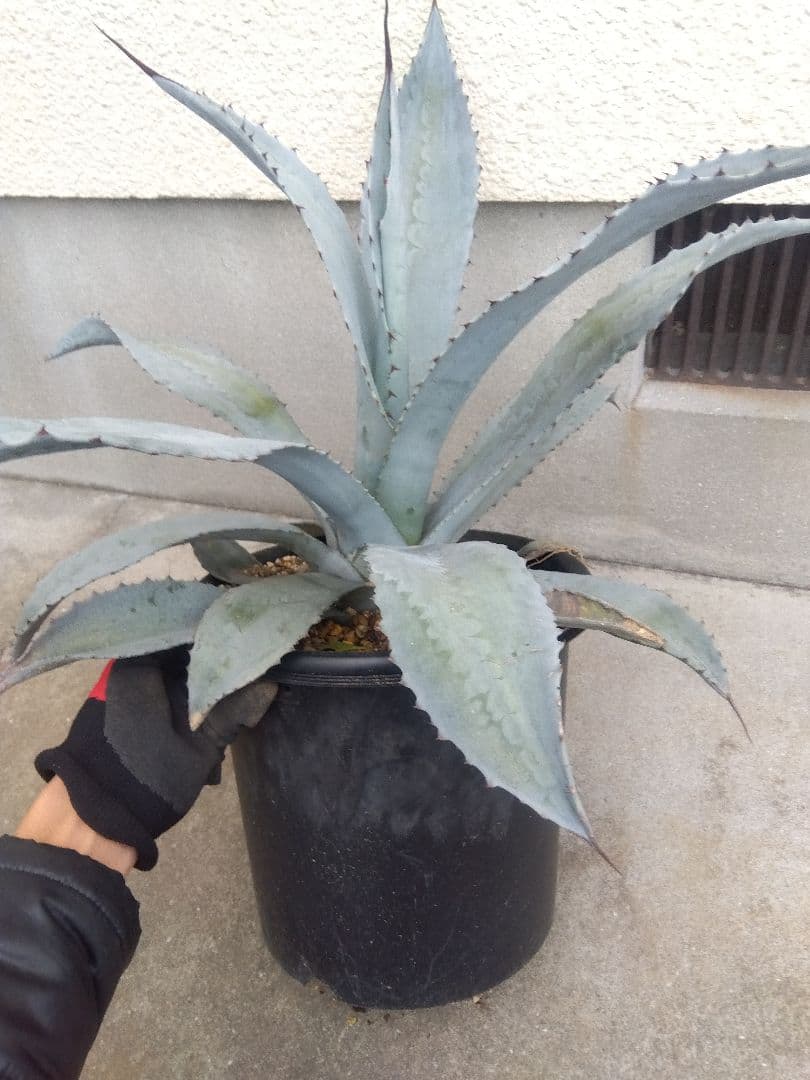 アガベ　フランゾシニー　大株カキコ60センチ❗　う