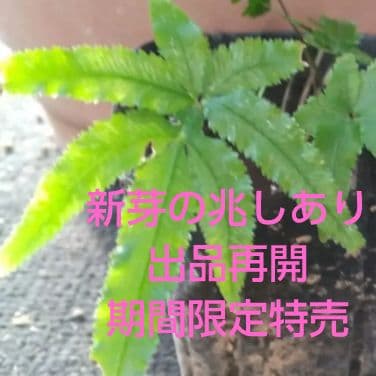 ワケアリ 小② 品種不明シダ