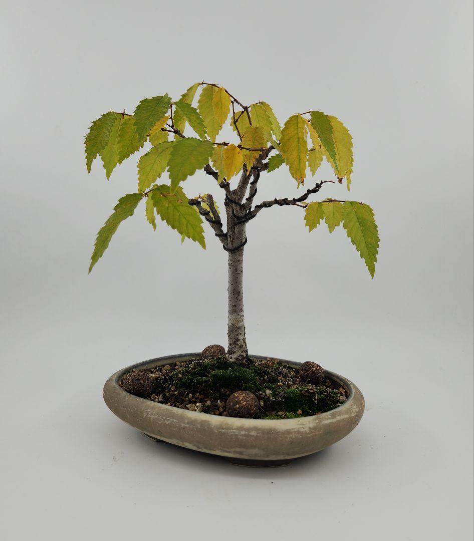 小品 箒ケヤキ盆栽 五葉松盆栽 真柏盆栽 懸崖 真柏 黒松 赤松 五葉松