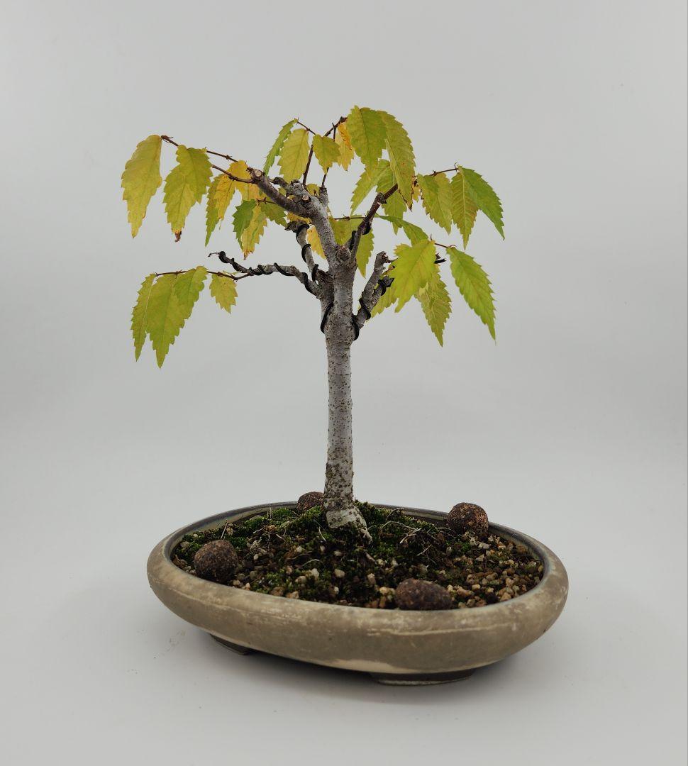 小品 箒ケヤキ盆栽 五葉松盆栽 真柏盆栽 懸崖 真柏 黒松 赤松 五葉松