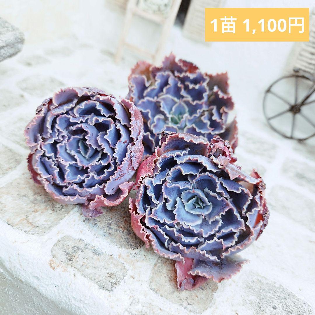 シャビアナトリュフ◎多肉植物 カット苗 輸入苗 エケベリア等