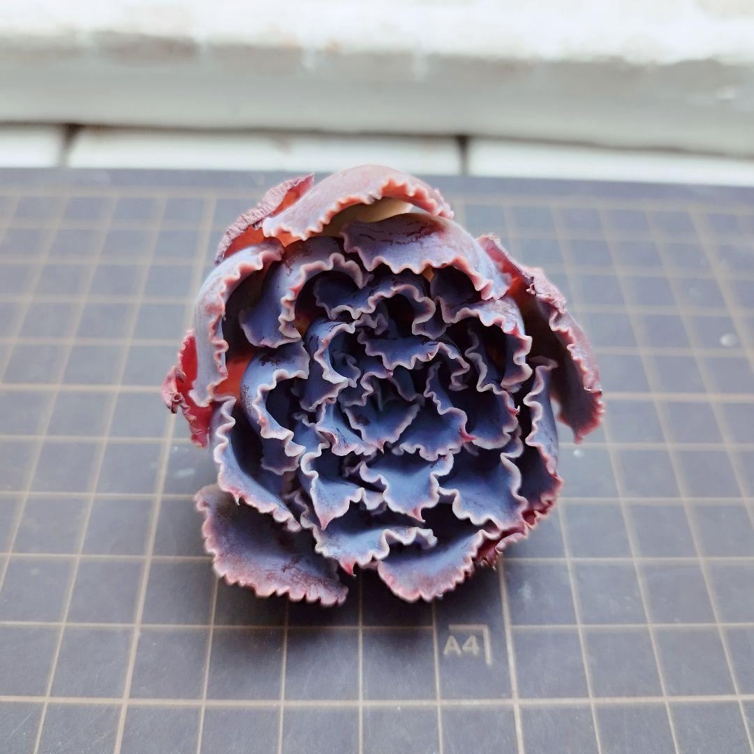 シャビアナトリュフ◎多肉植物 カット苗 輸入苗 エケベリア等