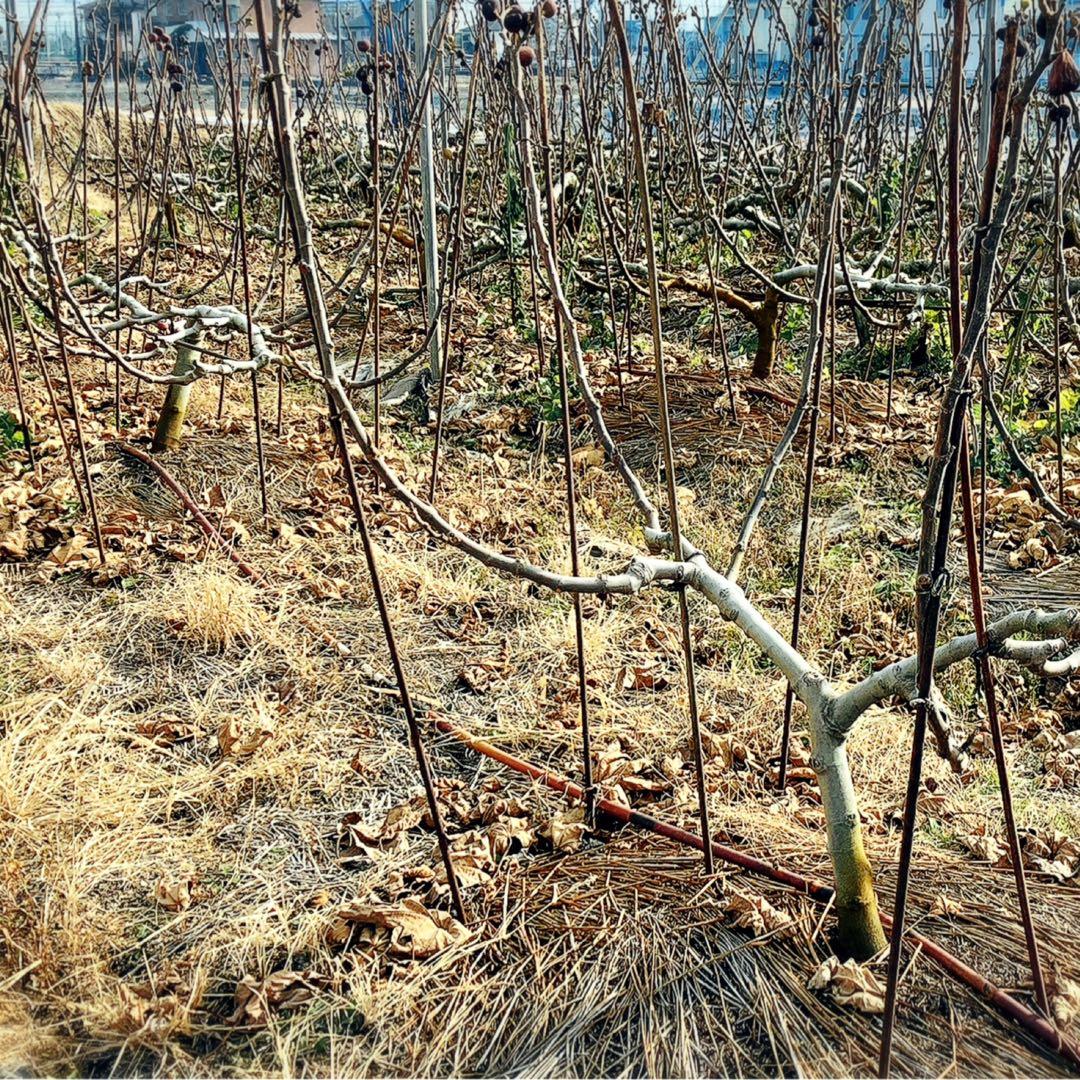 イチジク 太め 10本以上 桝井ドーフィン