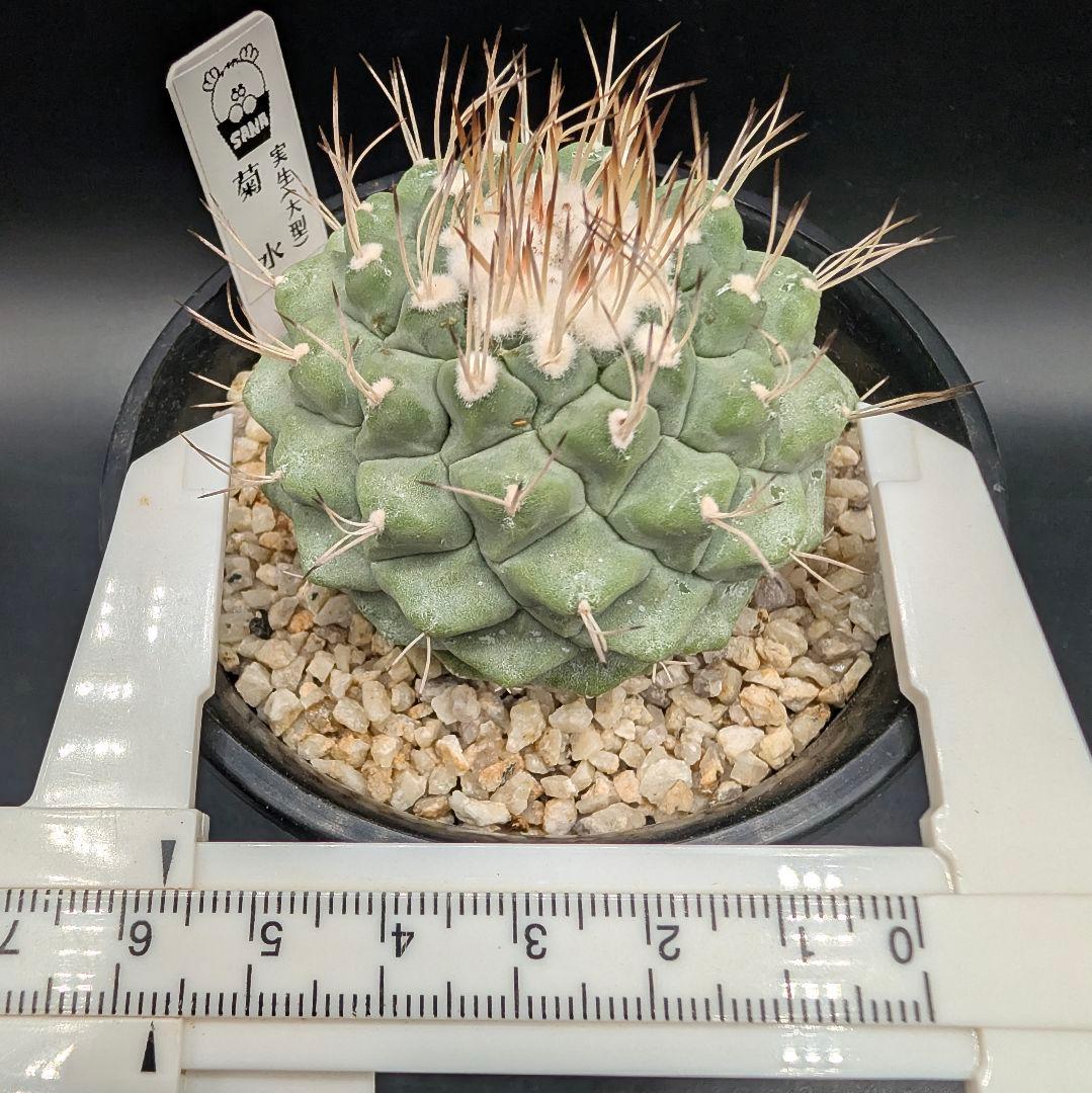 B 菊水 大型タイプ 実生 鉢植えメルカリ便送料込み