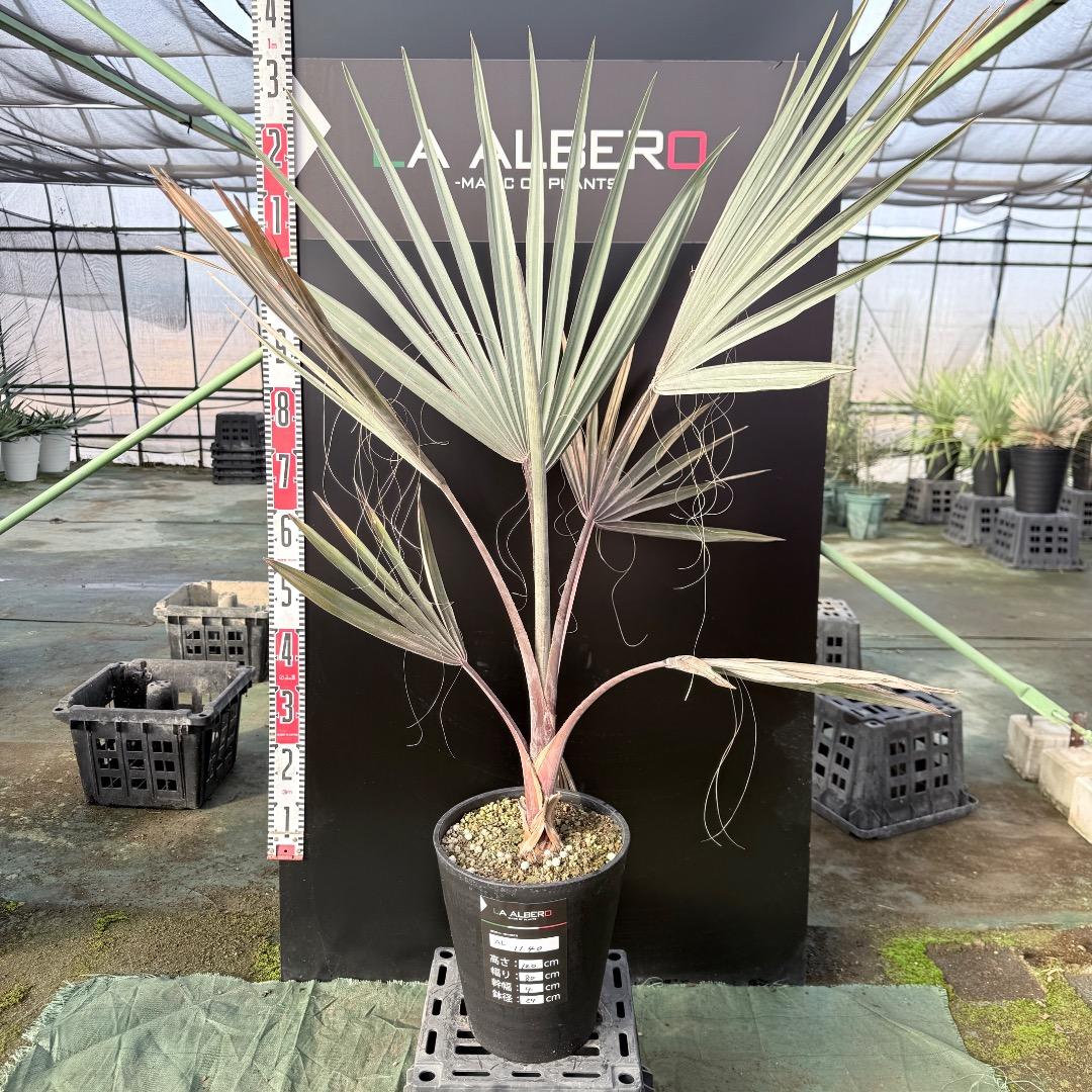 【AL1140】ビスマルキア　ノビリス　シルバー