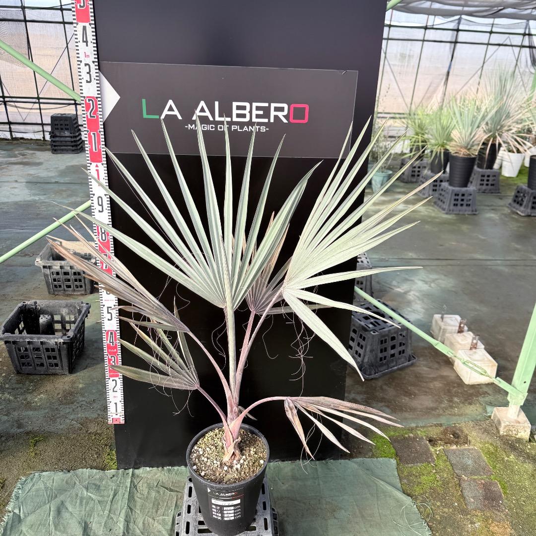 【AL1140】ビスマルキア　ノビリス　シルバー