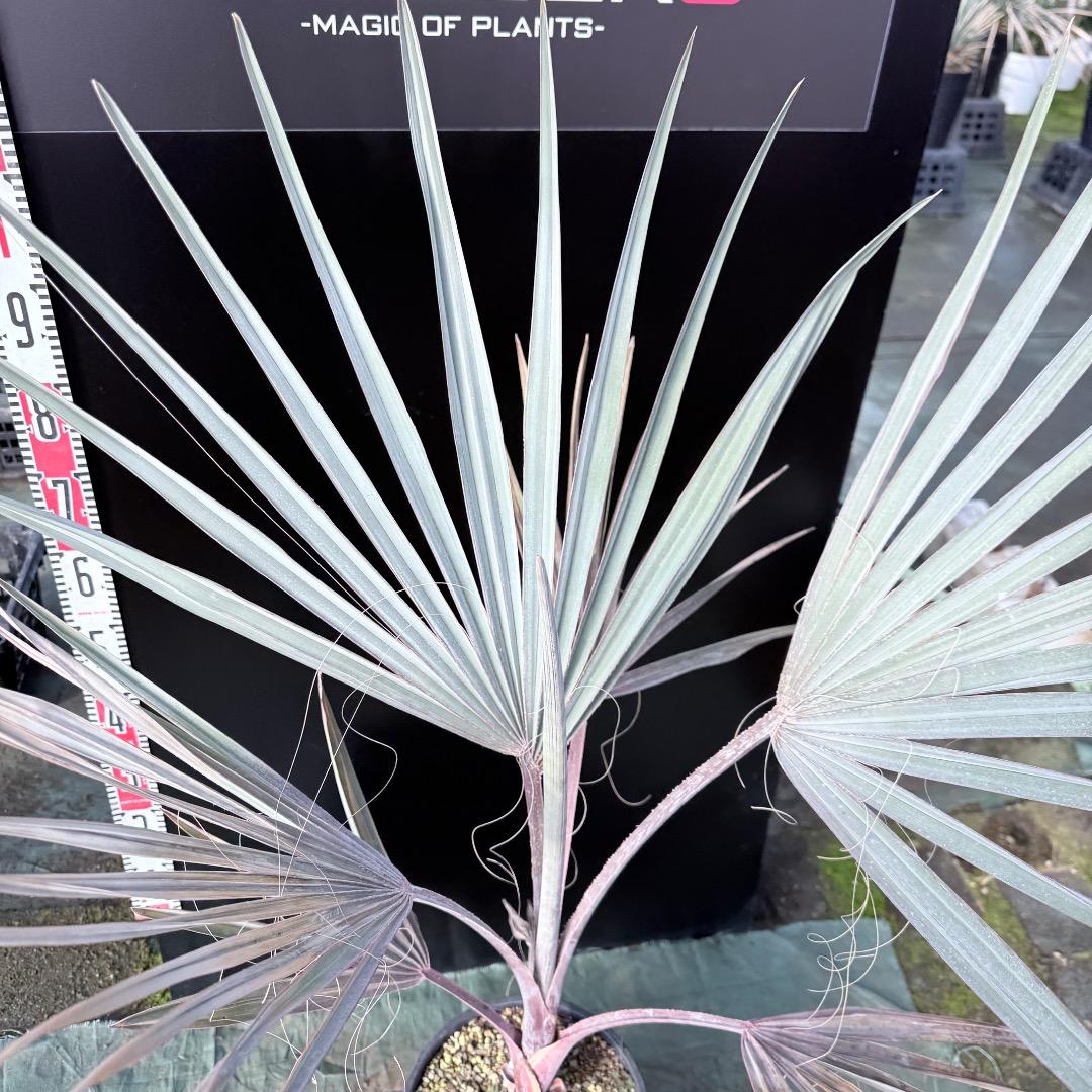 【AL1140】ビスマルキア　ノビリス　シルバー