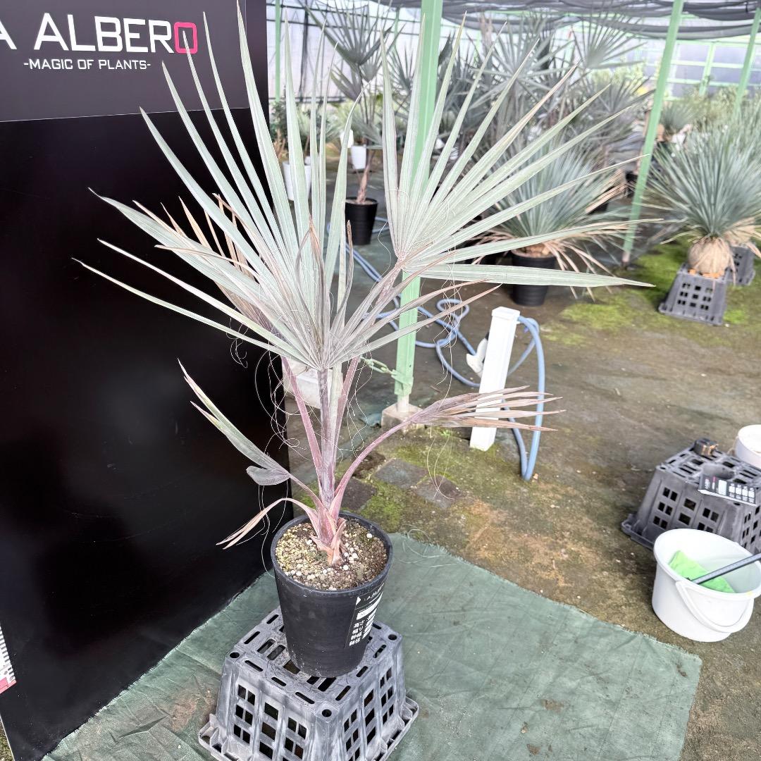 【AL1140】ビスマルキア　ノビリス　シルバー