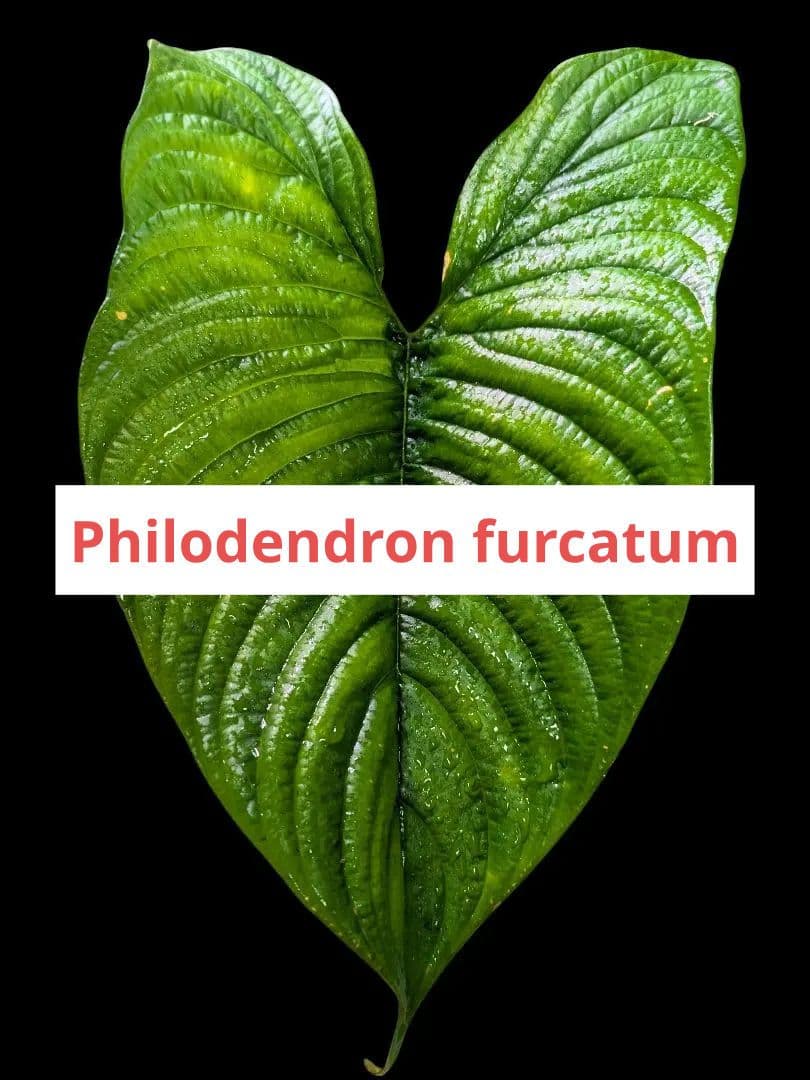 Philodendron furcatum フィロデンドロン　レア品種