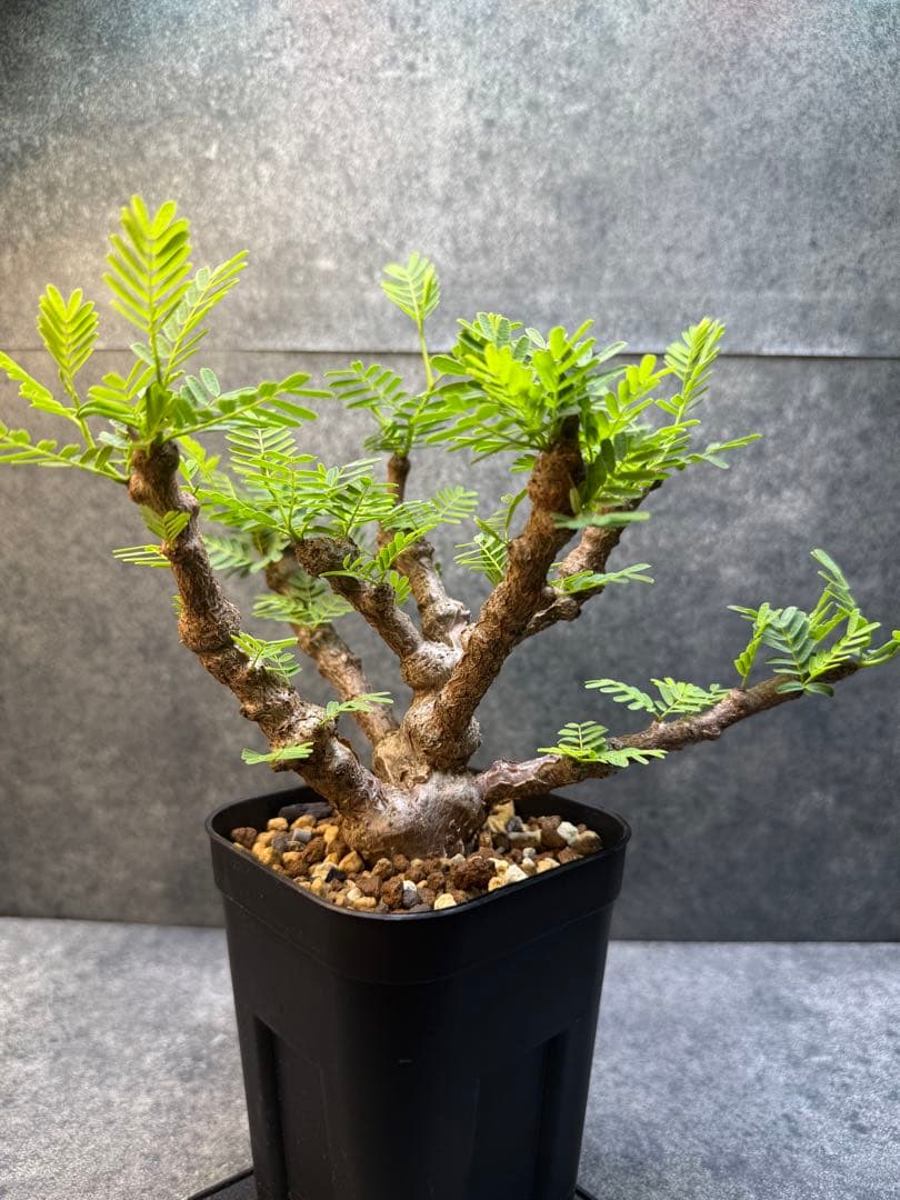 センナ　メリディオナリス　海外実生　発根済み　403