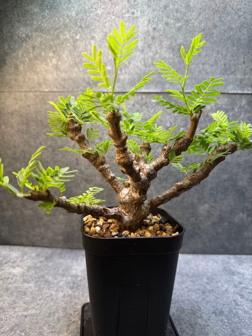 センナ　メリディオナリス　海外実生　発根済み　403