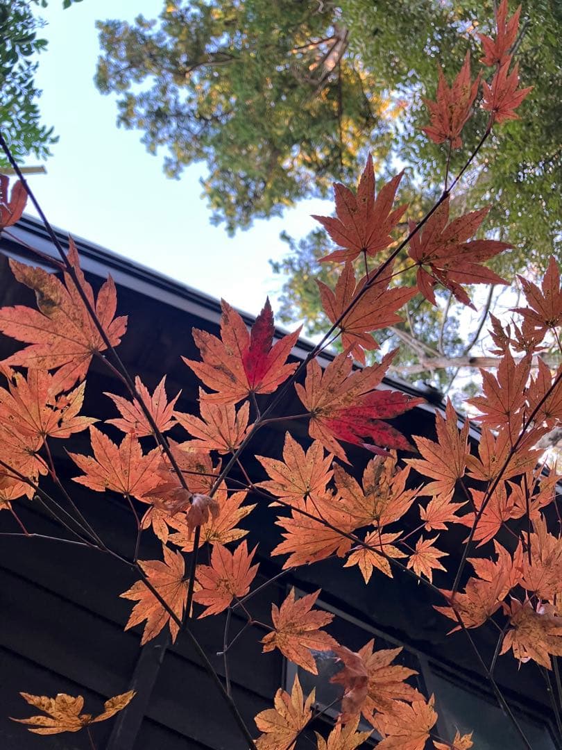 400 山採り　コハウチワカエデ