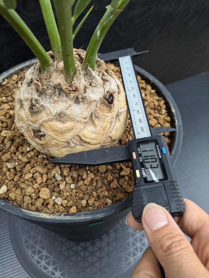 13 エンセファラルトス プリンセプス 特大 白肌 球体 送料無料