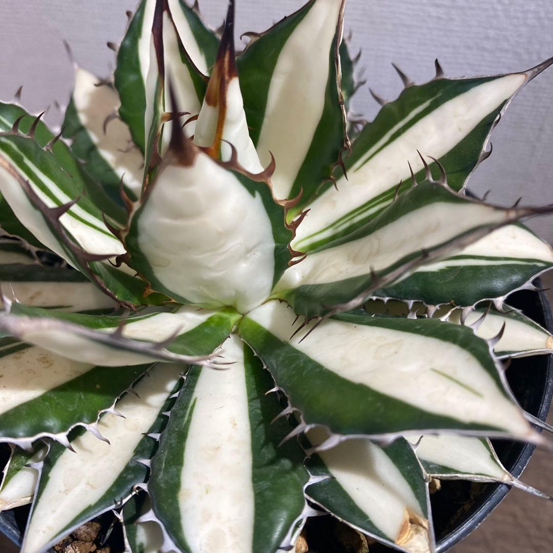 アガベ　ホリダ白中斑入　極上2