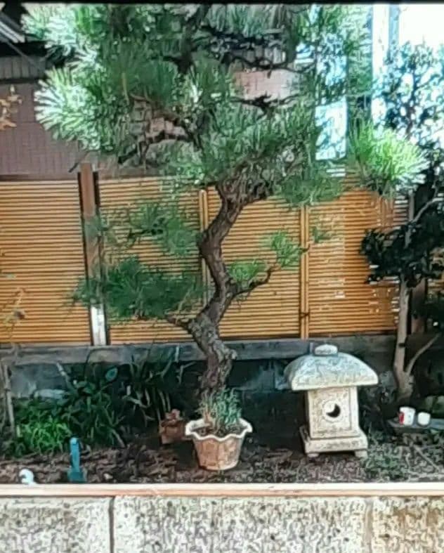 松 樹高約2.3M 引取り限定 東京都より