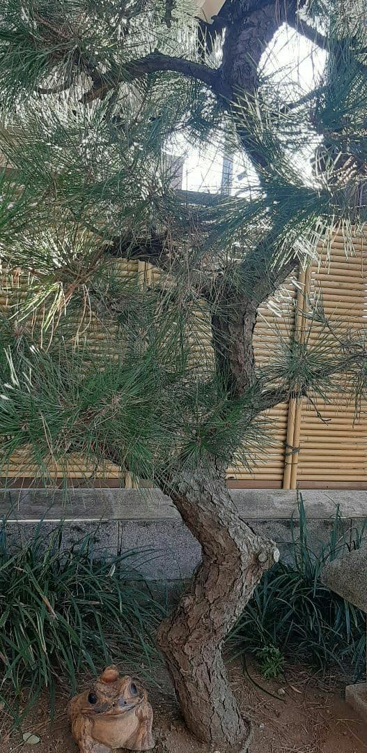 松 樹高約2.3M 引取り限定 東京都より