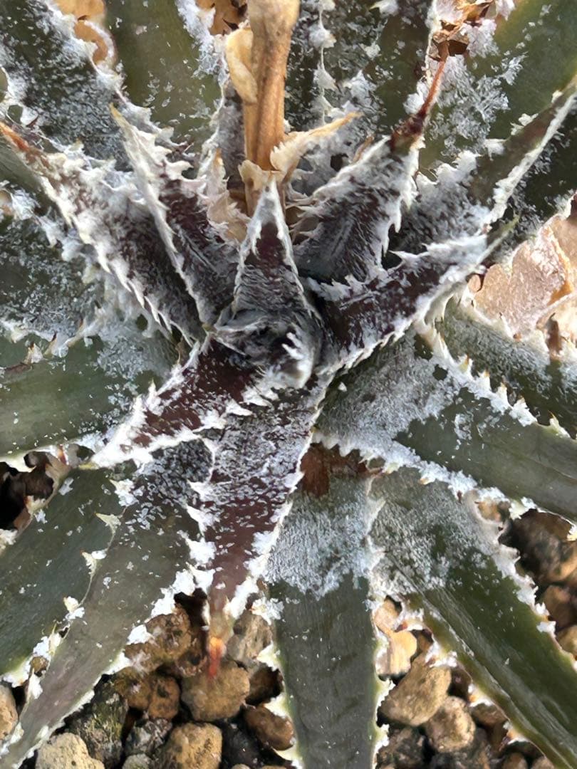 DBディッキア Dyckia Bill Baker hybrid #110