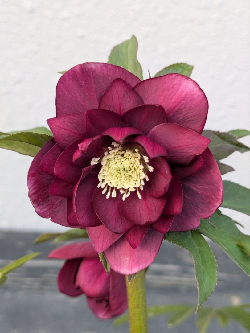 広瀬園芸 クリスマスローズ レッドリバーシブルDD｜内黒赤×裏ワインレッド